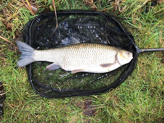 Chub caught on The River Test